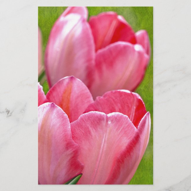 Tulipes roses (Devant)