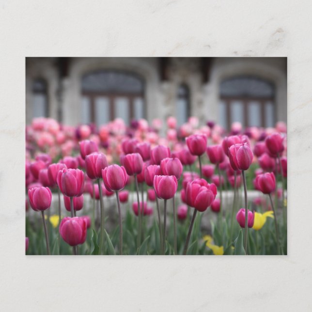 Tulipes roses à Montréal, Canada - Carte postale (Devant)