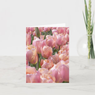 Tulipes roses baisées au soleil