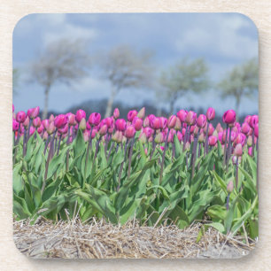 Tulipes roses dans des dessous de verre en