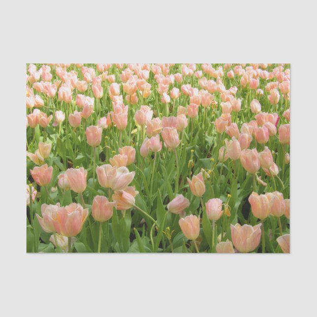 Tulipes roses en papier de soie de printemps (Recto)