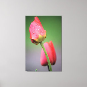 Tulipes roses en toile