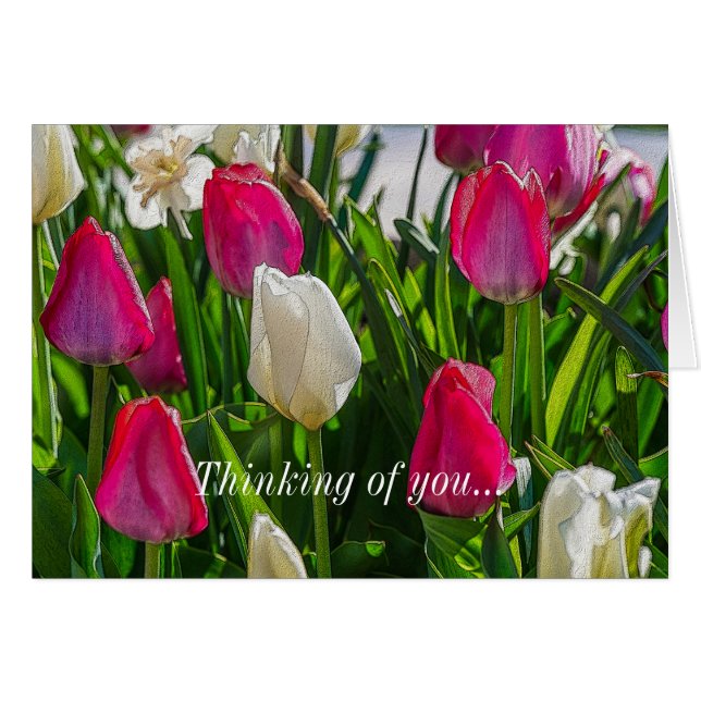 Tulipes Roses Et Blancs Pensant À Vous (Devant Horizontal)