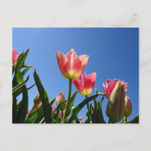 Tulipes roses et Ciel bleu do-it-yourself carte po