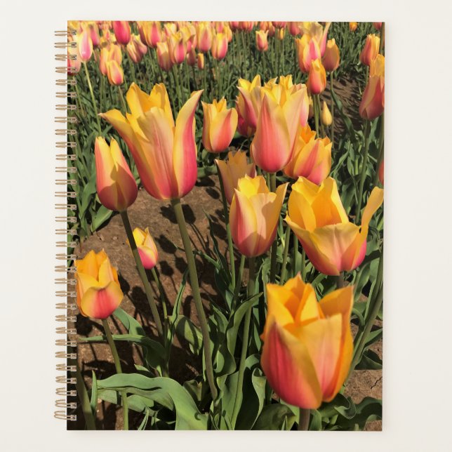 Tulipes roses et jaunes (Devant)