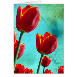 Tulipes rouges