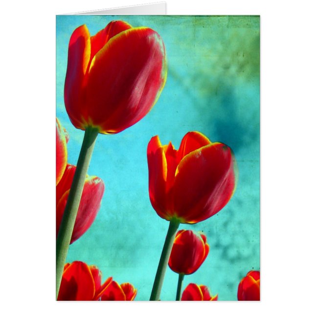 Tulipes rouges (Devant)