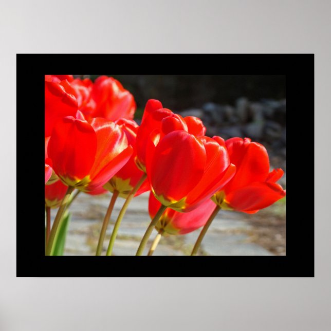Tulipes rouges de printemps Fleurs Impressions d'a (Devant)