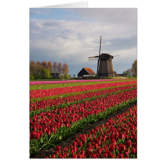 Tulipes rouges et un moulin à vent (Devant)