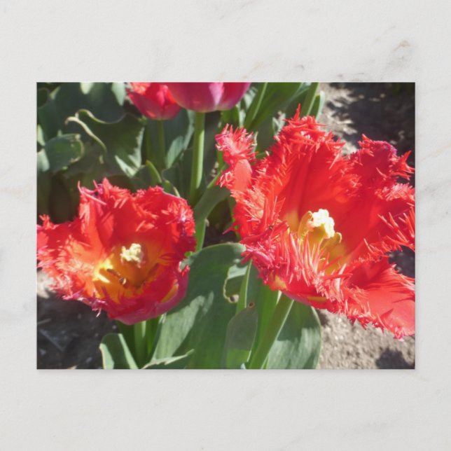 Tulipes rouges fermer do-it-yourself carte postale (Devant)