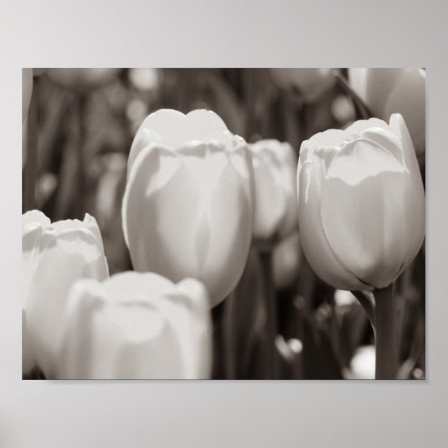Tulipes rouges impression photographique. affiche (Devant)