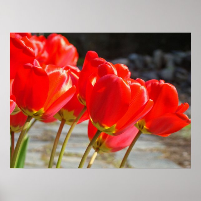 Tulipes rouges impressions d'art floral Fleurs de  (Devant)