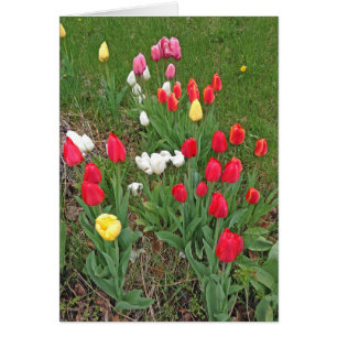 Tulipes rouges, roses, blanches et jaunes - printe