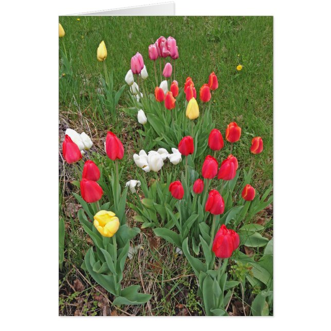 Tulipes rouges, roses, blanches et jaunes - printe (Devant)