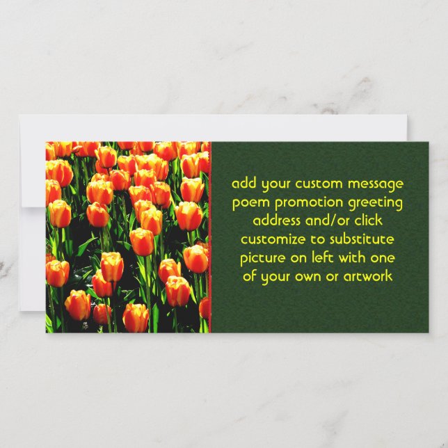 Tulipes solaires (Devant)