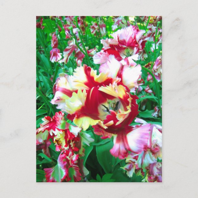 Tulipes spéciales - Carte postale (Devant)