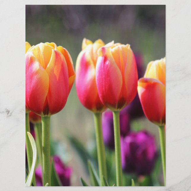 Tulipes tombées flammes (Devant)