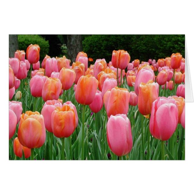 Tulipes, tulipes, tulipes (Devant horizontal)