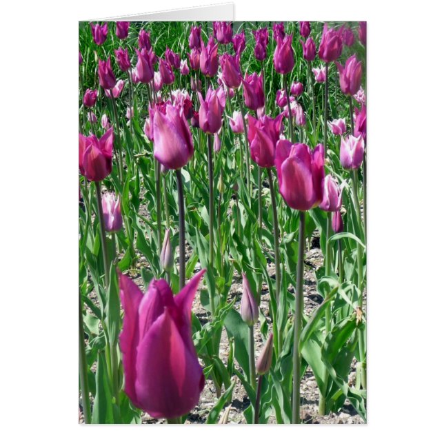 Tulipes violettes du Regal (Devant)