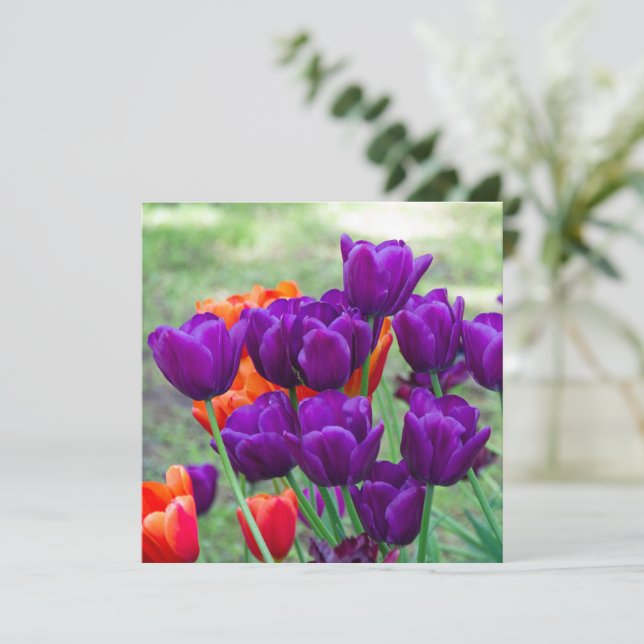 Tulipes violettes foncées (Debout devant)