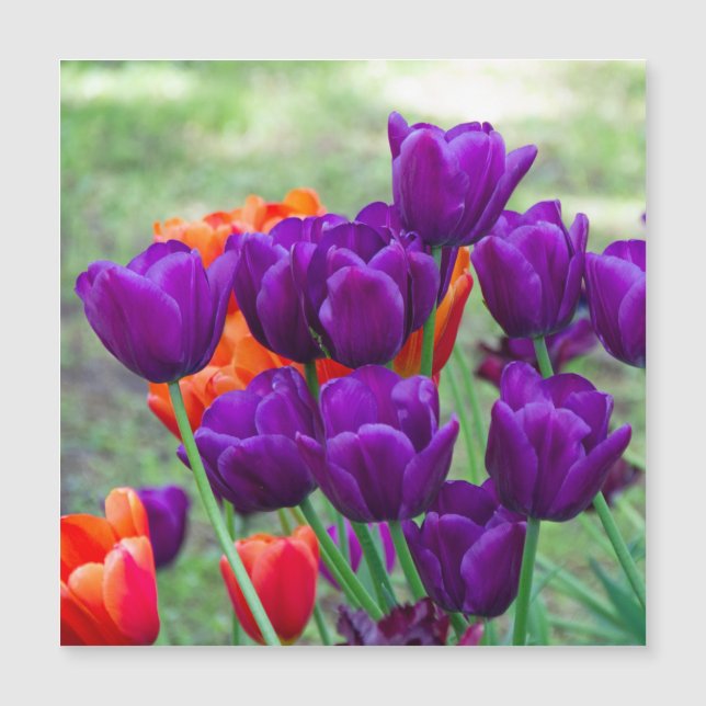 Tulipes violettes foncées (Devant)