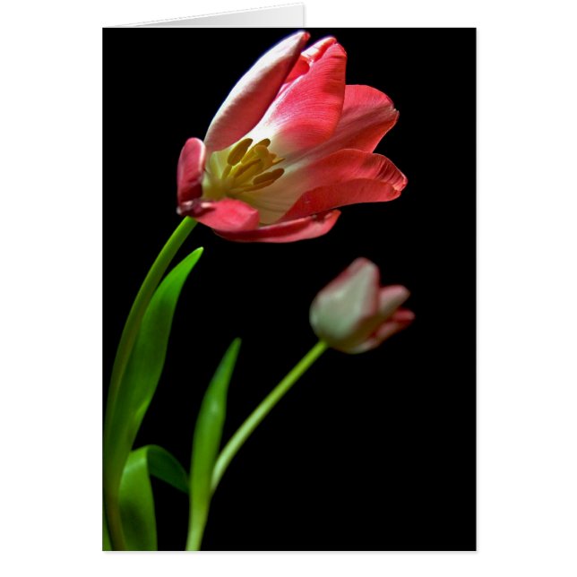 Tulip's (Devant)