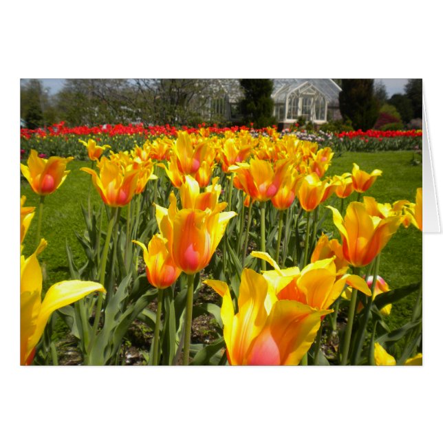 Tulips À Elizabeth Park (Devant horizontal)