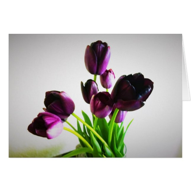 Tulips de Dark (Devant horizontal)