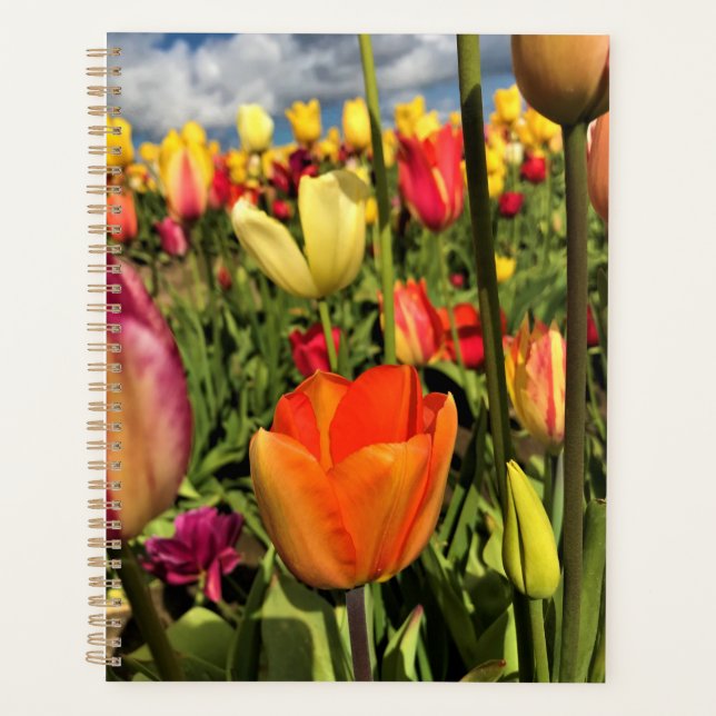 Tulips du Colorful (Devant)