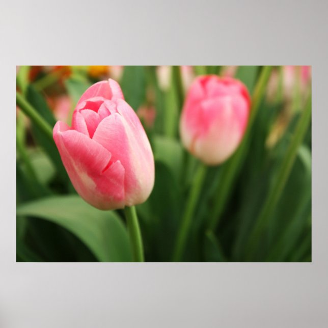Tulips roses - Poster (Devant)