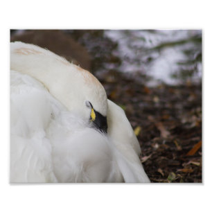 Tundra Swan Capture une sieste Photographie Imprim