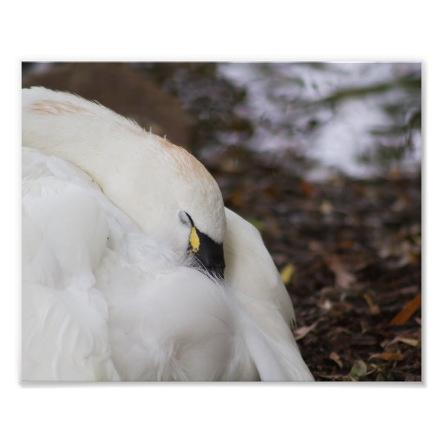 Tundra Swan Capture une sieste Photographie Imprim (Devant)