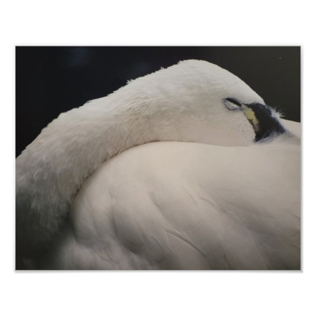 Tundra Swan sleeping Photo Enlargement (Devant)