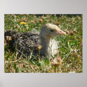 Turkey Poult Poster