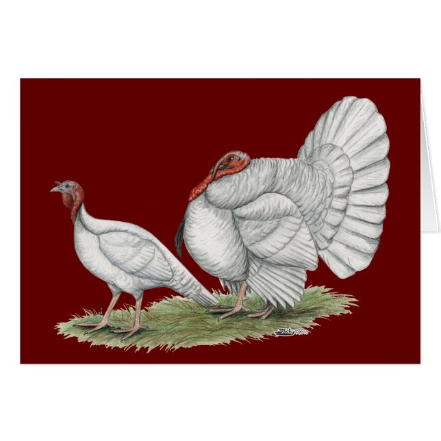 Turkeys White Holland (Devant Horizontal)