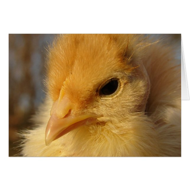 Turkin Chick (Devant horizontal)