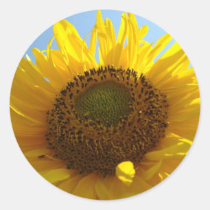 TURNESOLS AUTOCOLLANTS FEUILLES D'AUTOCOLLANTS Cad