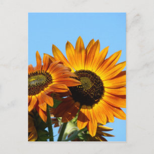 TURNESOLS TOURNESOLS CARTES POSTALES CARTE POSTALE