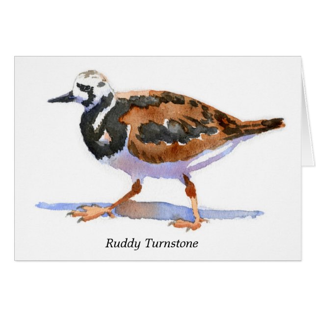 Turnstone vermeil (Devant Horizontal)