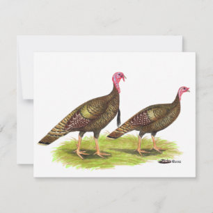 Turquie : Bronze sauvage
