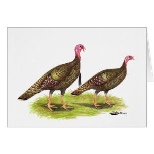 Turquie : Bronze sauvage