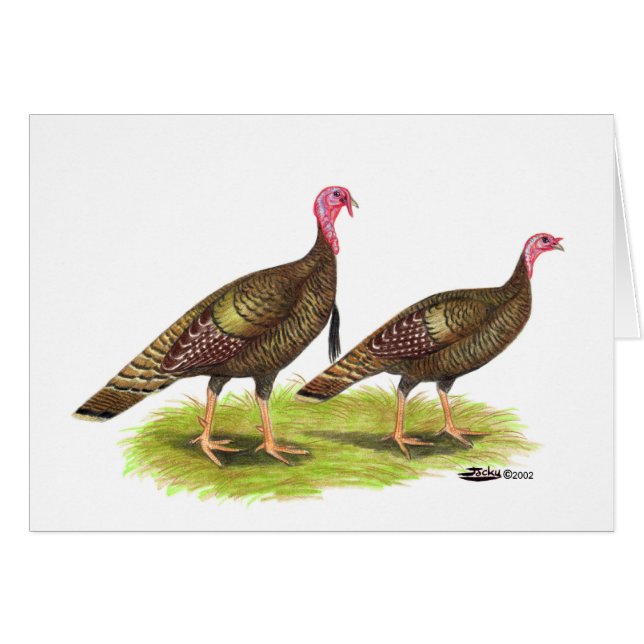Turquie : Bronze sauvage (Devant horizontal)