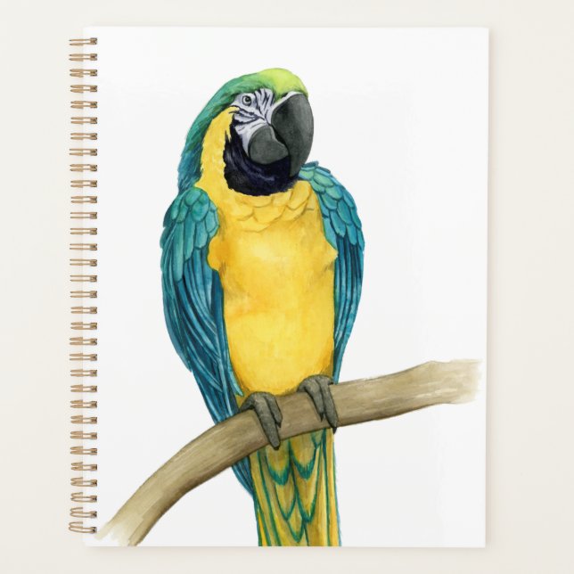 Turquoise Macaw (Devant)