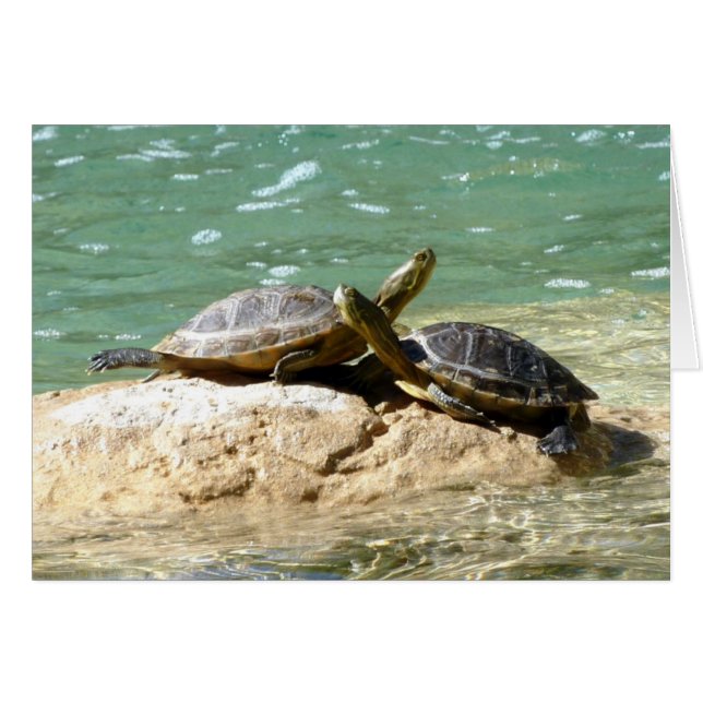 Turtle Love (Devant horizontal)
