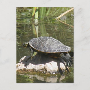 Turtle sur une carte postale rock