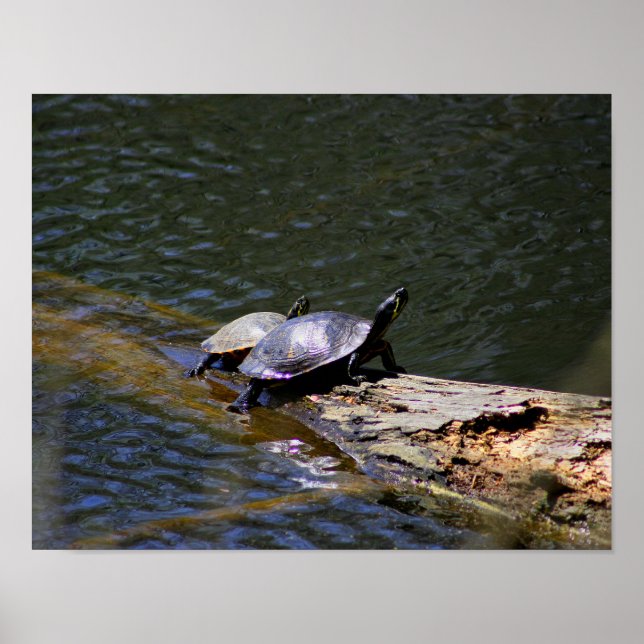 Turtles Poster (Devant)