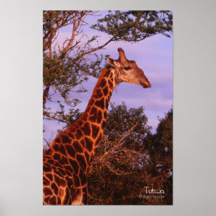 Tutwa, girafe en langue Setswana, Affiche