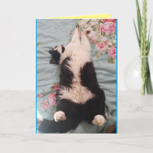 Tuxedo Cat Cute Funny Sleeping Cats Carte de pétri