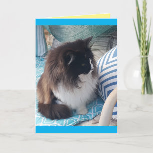 Tuxedo Cat Cute Joli chats bleu carte d'anniversai