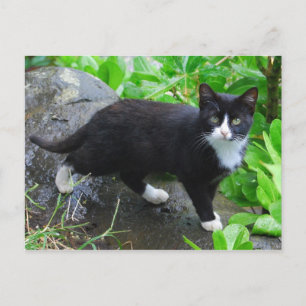 Tuxedo Chat dans une carte postale Park